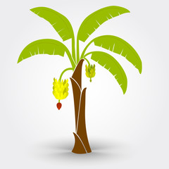 Banana tree isolated on a gray background with shadow. Editable.