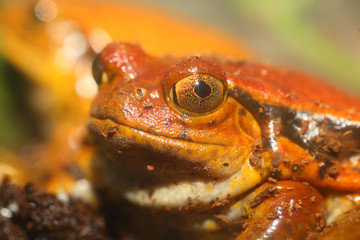 False tomato frog (Dyscophus guineti)