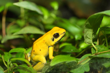 Golden poison frog (Phyllobates terribilis)