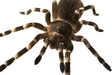 giant tarantula Acanthoscurria geniculata isolated