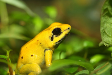 Golden poison frog (Phyllobates terribilis)