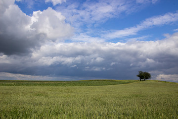 field landscape