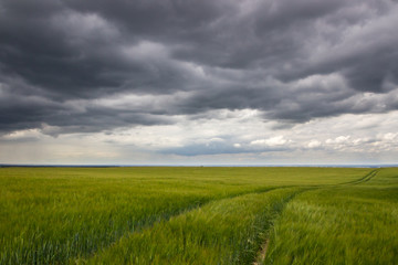 Fototapeta premium field landscape