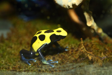 Dyeing poison dart frog (Dendrobates tinctorius)