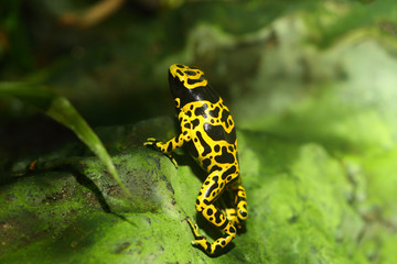 Yellow-banded poison dart frog (Dendrobates leucomelas)