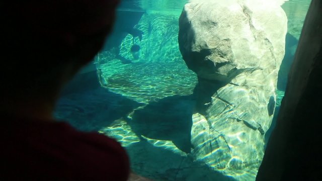 family watching a seal in zoo aquarium