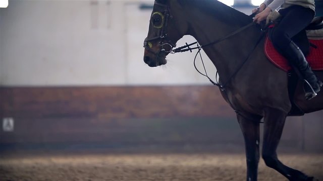 Slow Motion Horse Riding in Hall