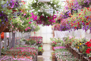 Fototapeta na wymiar greenhouse full of colorful flowers