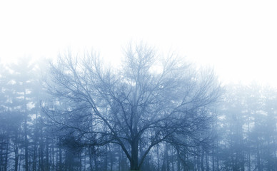 large tree in front of smaller tree on misty evening