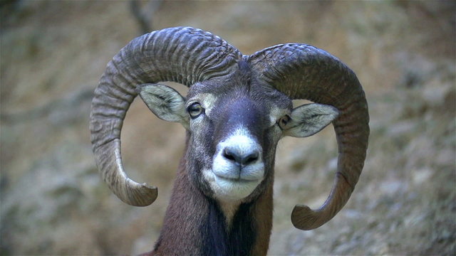 Portrait of gams (chamois)