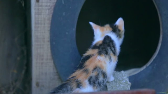 Little cat exploring