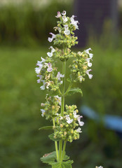 Catnip with Blooms