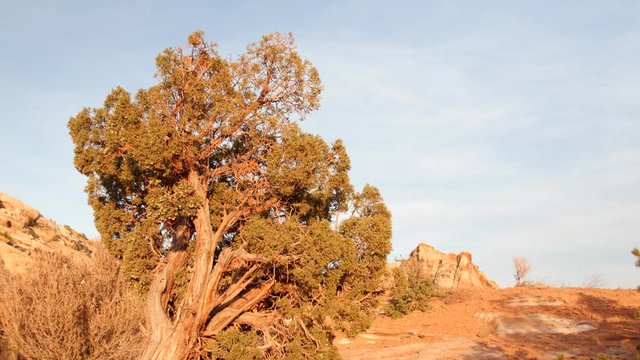 A juniper tree in a beautiful desert landscape dolly shot