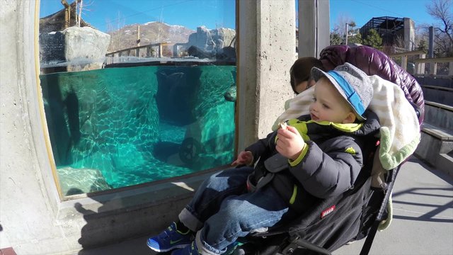 Mom and toddler in a stroller with seals at the zoo
