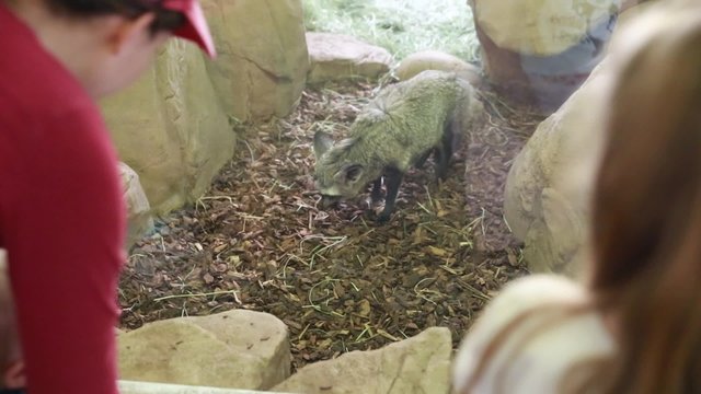 kids looking at a bat eared fox in zoo