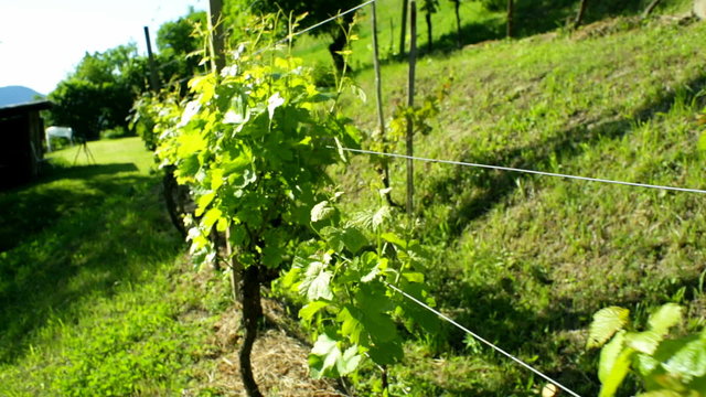 Cropped Vineyard in Spring While Walking