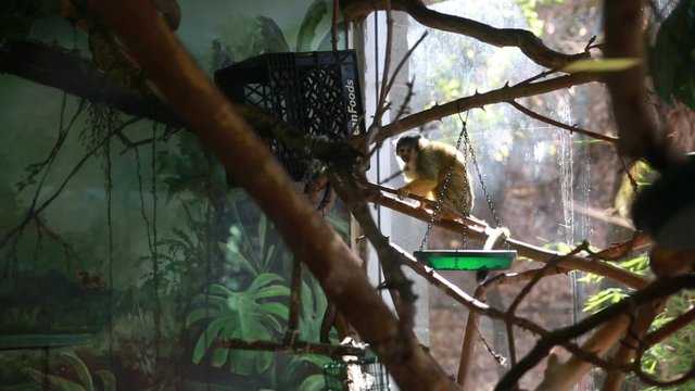 monkey in the zoo