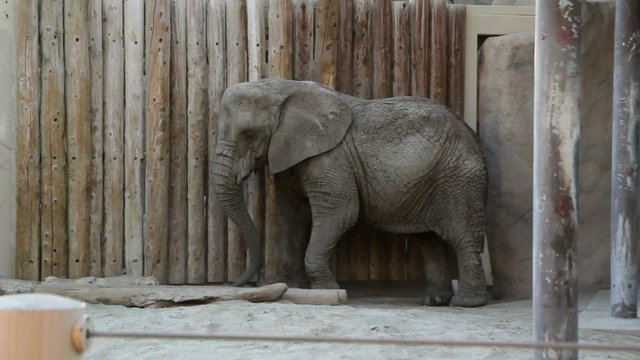 Elephant throwing dirt on itself at zoo