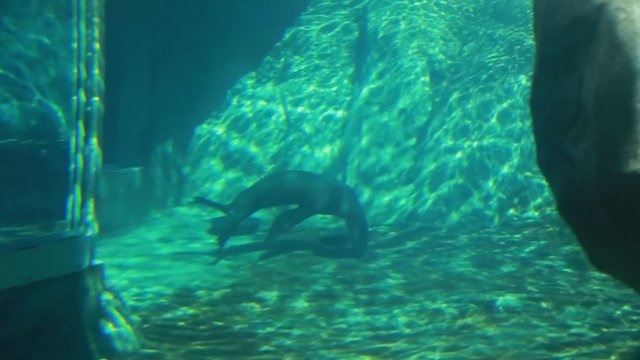 seal in the aquarium in the zoo