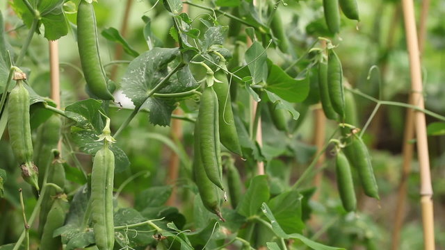 Organic ripe peas in vegetable garden