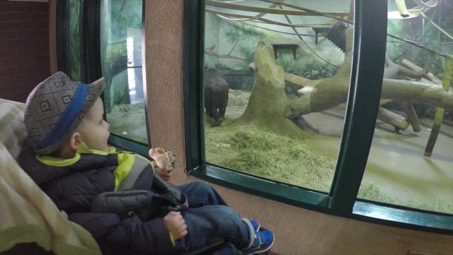 mother and boy in stroller watching gorilla