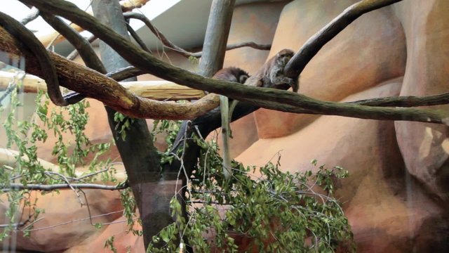Monkeys in Captivity at Zoo
