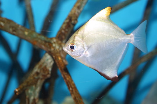 Silver moony (Monodactylus argenteus) in Japan
