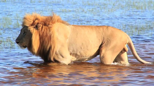 Lion walking in water Okavango Delta