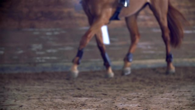 Brown Horse Running in Riding Hall Close Up Slow Motion
