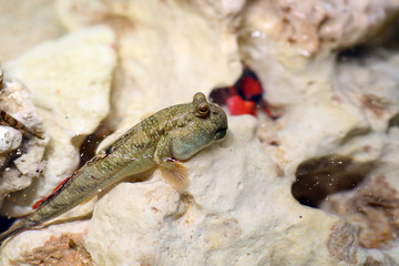 Barred mudskipper (Periophthalmus argentilineatus) in Japan
