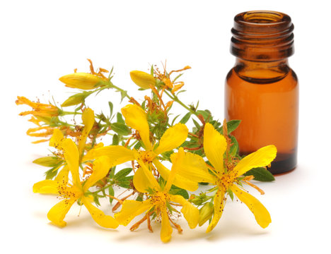 Hypericum perforatum Perforate St John's-wort Echtes Johanniskraut Hip&eacute;rico عرن مثقوب Olio di Iperico Common Saint John's wort St John's wort Millepertuis perfor&eacute; &Auml;kta johannes&ouml;rt Kantarion Hip&eacute;rico 