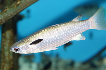 Naklejka premium Squaretail mullet (Ellochelon vaigiensis) in Japan