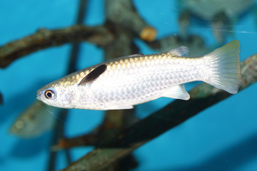 Squaretail mullet (Ellochelon vaigiensis) in Japan