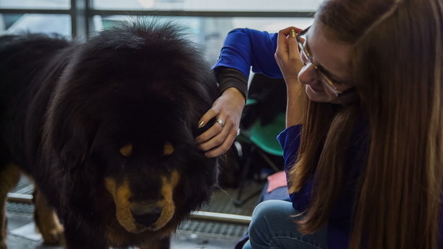 Woman caressing Tibetan mastif dog