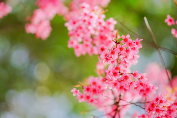 Sakura flowers