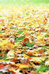 Autumnum golden maple leaves on the ground