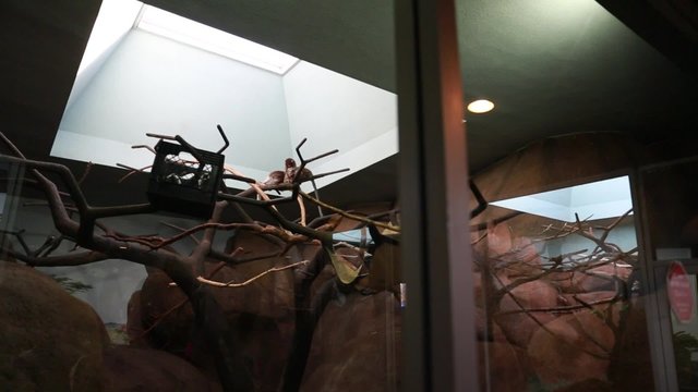 monkeys in captivity at the zoo