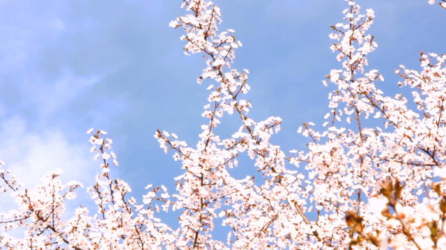 Timelapse of Blue Sky an Cherry Blossom Tree