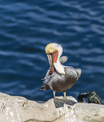 Brown pelican in colorful feathers of winter breeding plumage on the cliffs of the tourist destination of La Jolla Cove, in La Jolla, near San Diego, southern California on the west coast of the USA.