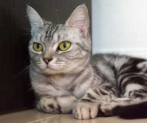 American shorthair cat