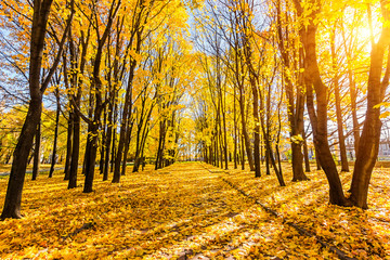 Obraz premium Autumn park