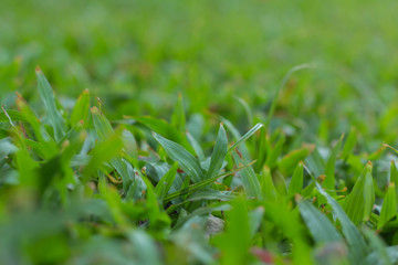 Green grass natural background