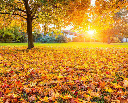 Sunny autumn foliage