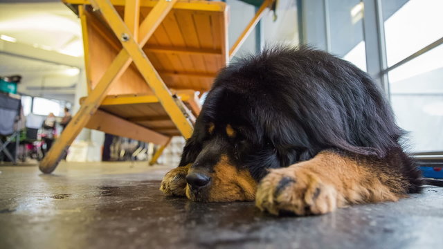 Tibetan mastif dog resting at exhibition
