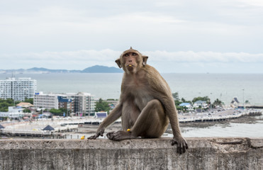 Monkey on the mountain city in the background
