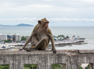 Monkey on the mountain city in the background
