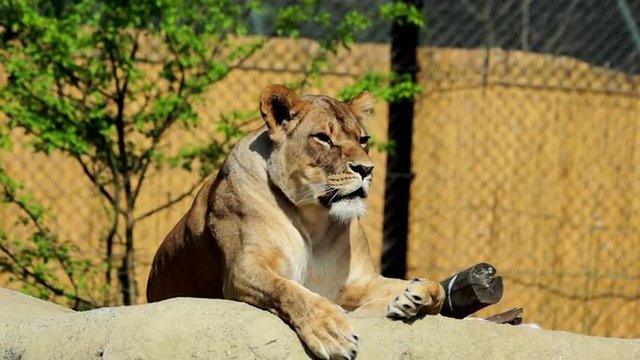 lioness , panthera leo
