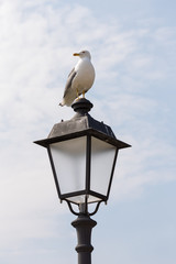 Seagull posing on the lamppost