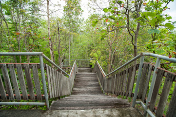 Fototapeta premium wood bridge,dense mixed forest