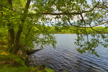 Obraz premium Sunset on the forest lake.